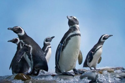 SOI trip- Magellanic Penguins