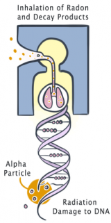 Diagram of how radon damages lung tissue