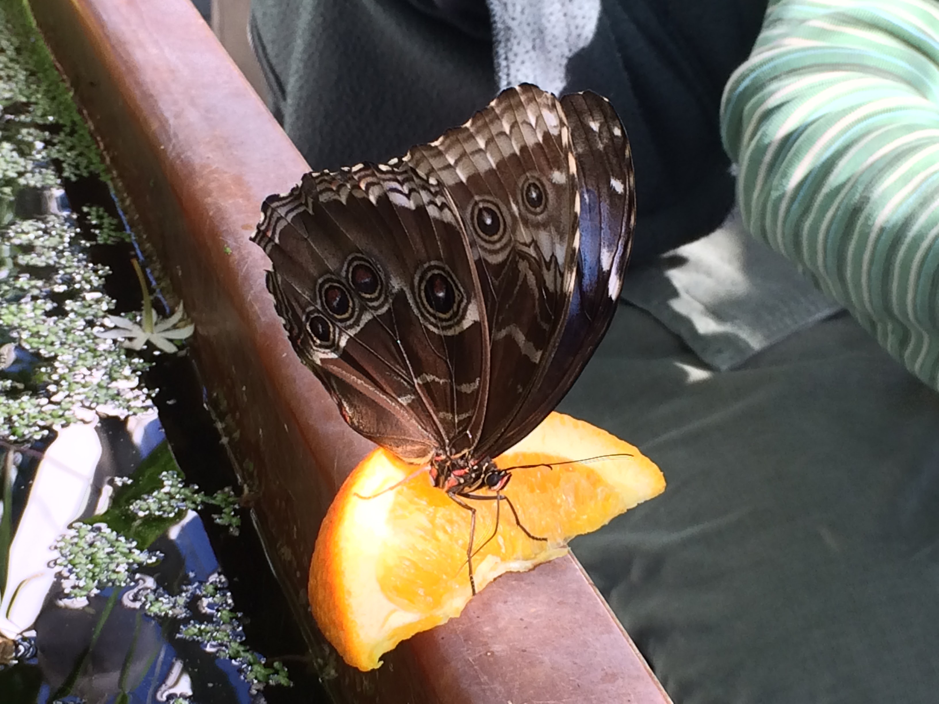 Butterfly with fruit