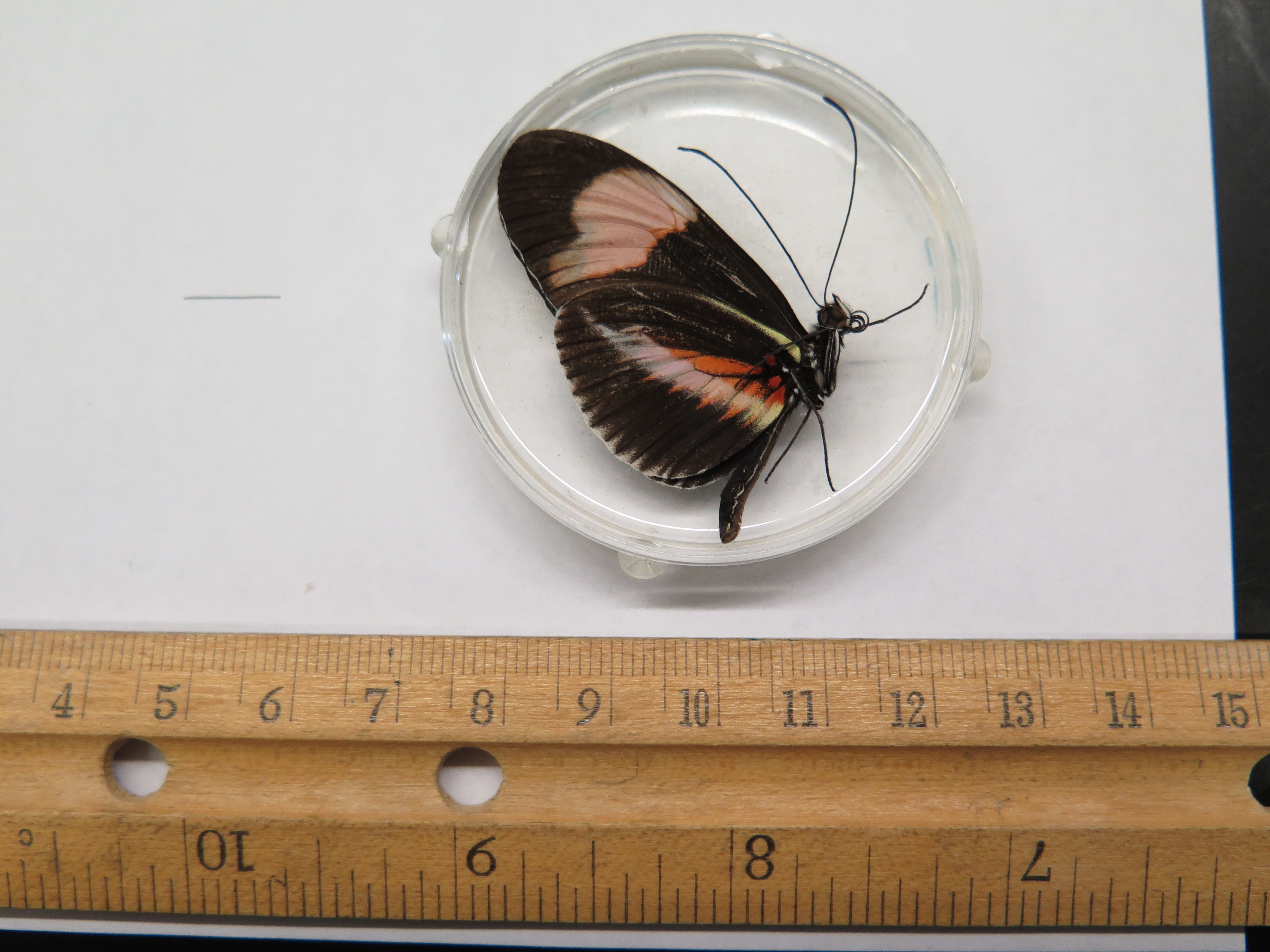 Butterfly being measured