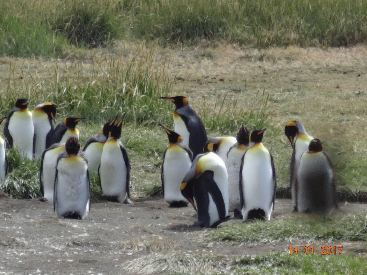 Penguins - Perkins photo