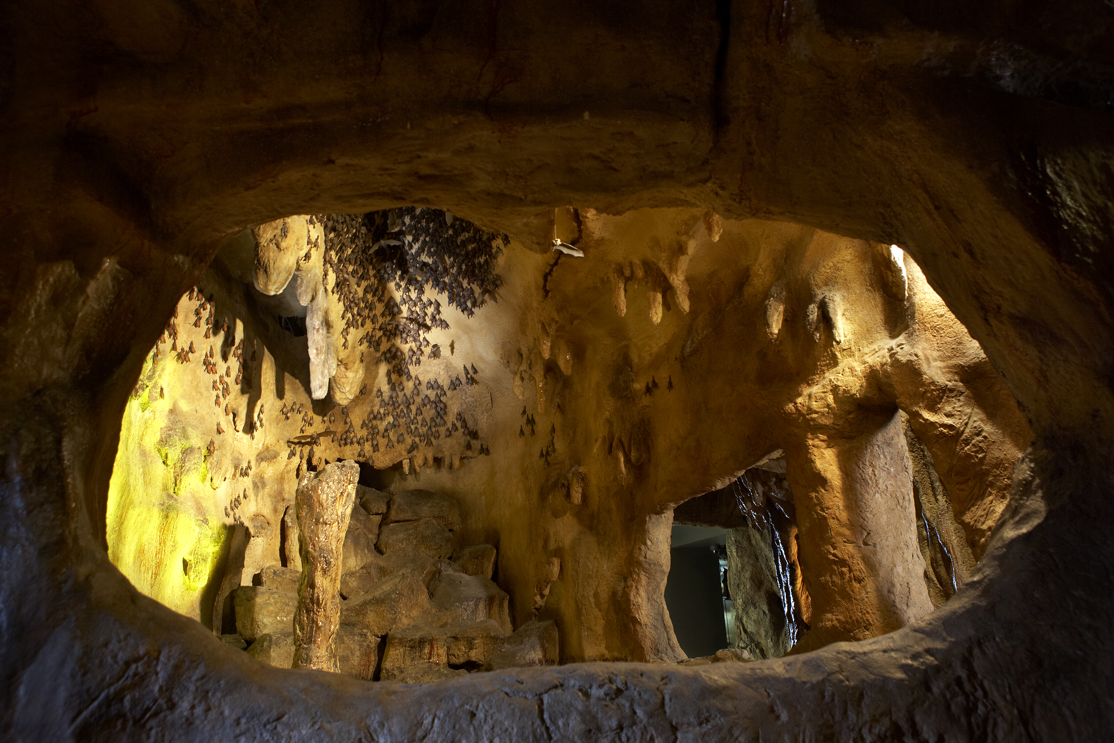 Cave bat thesis 05 picture